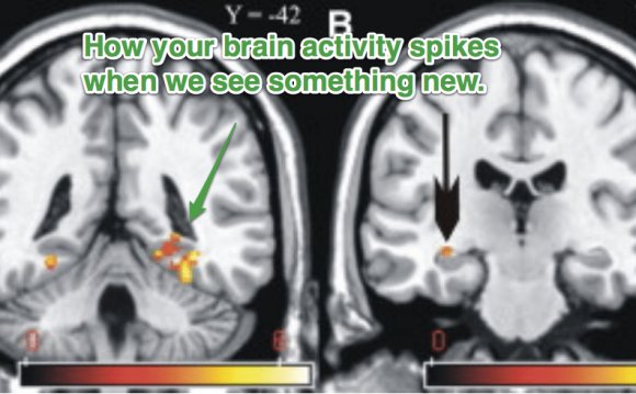 Novelty and the brain