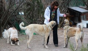 Dalene with three for the four puppies in outlying chicken performing a residence rest